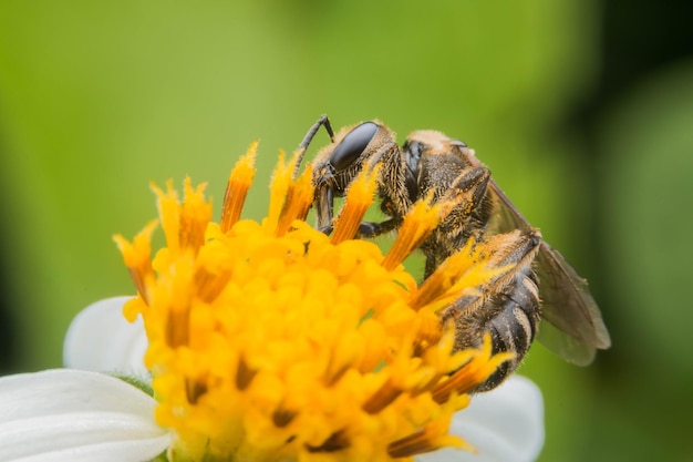 Close-up van een insect op stuifmeel