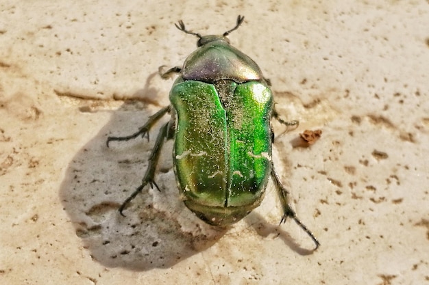 Close-up van een insect op zand