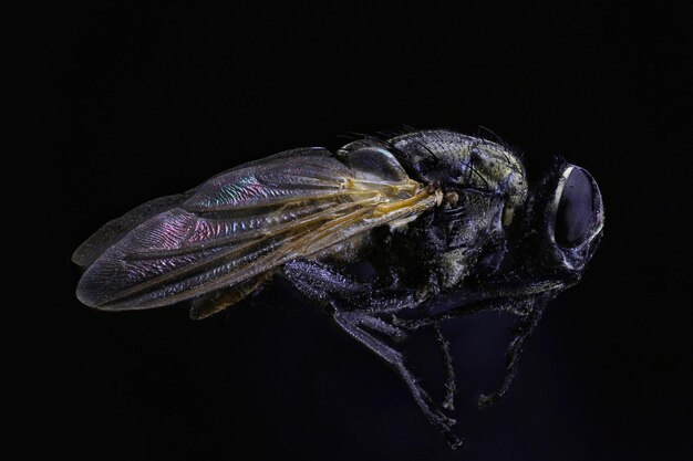 Foto close-up van een insect tegen een zwarte achtergrond