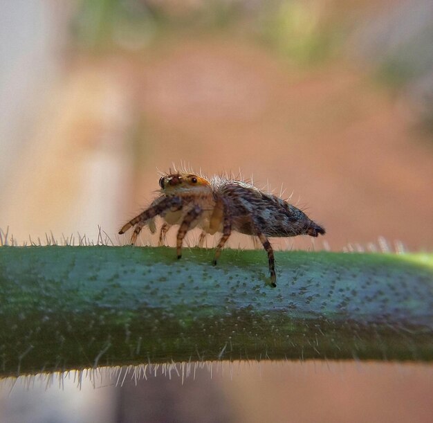 Foto close-up van een insect