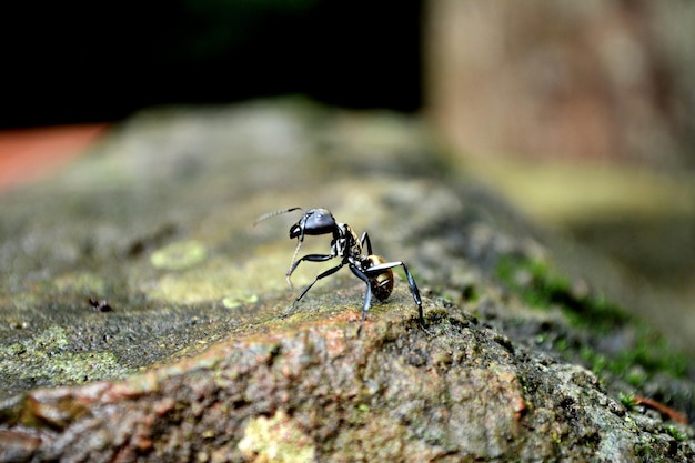 Close-up van een insect