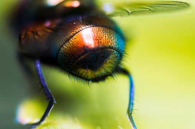 Close-up van een insect