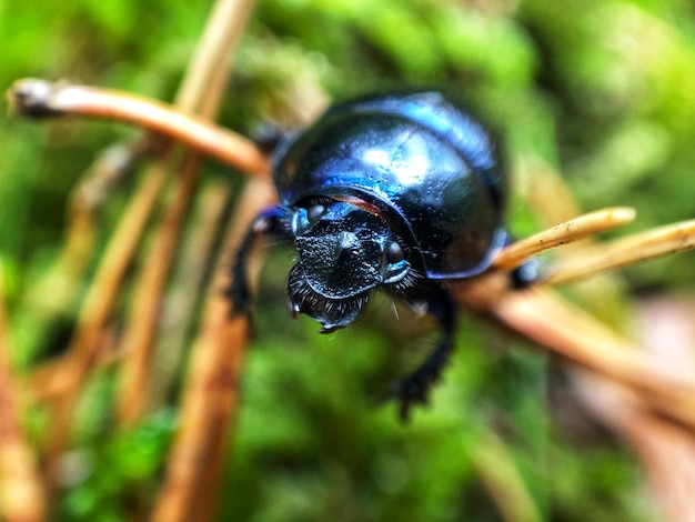 Close-up van een insect