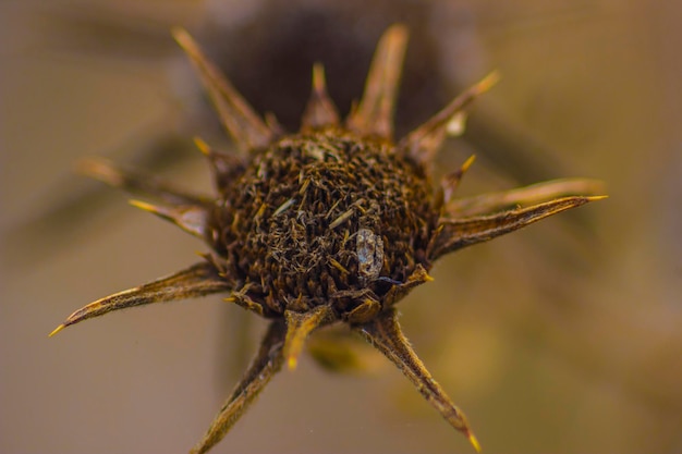 Close-up van een insect