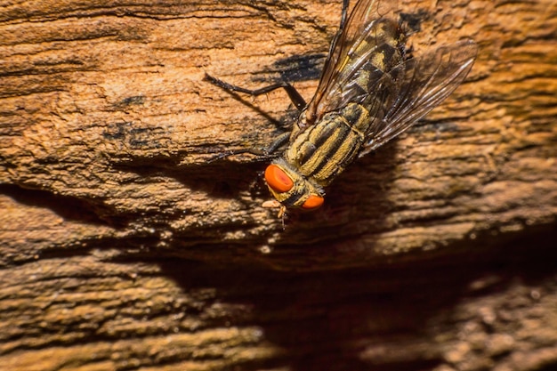 Close-up van een insect