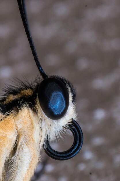 Foto close-up van een insect