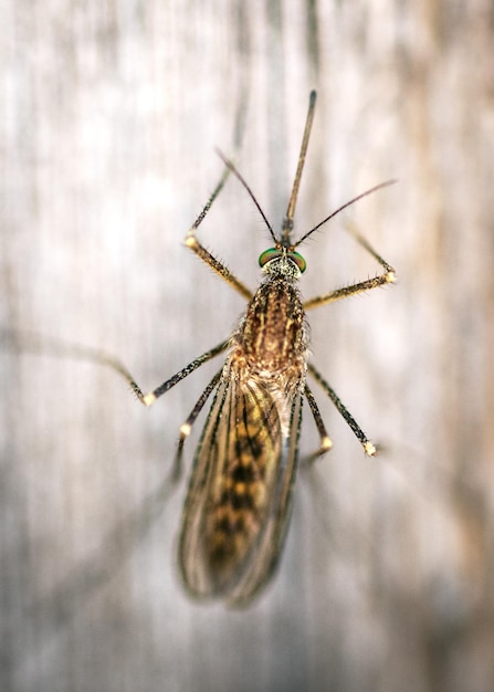 Close-up van een insect