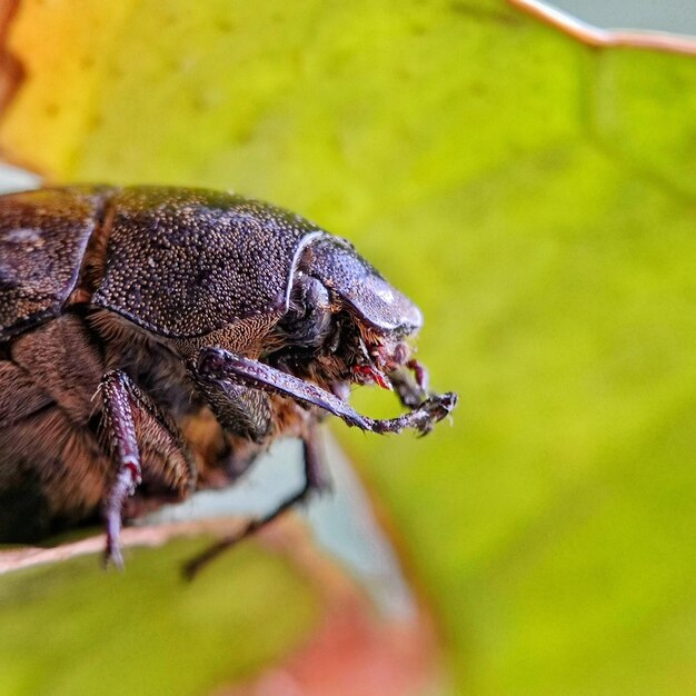 Foto close-up van een insect