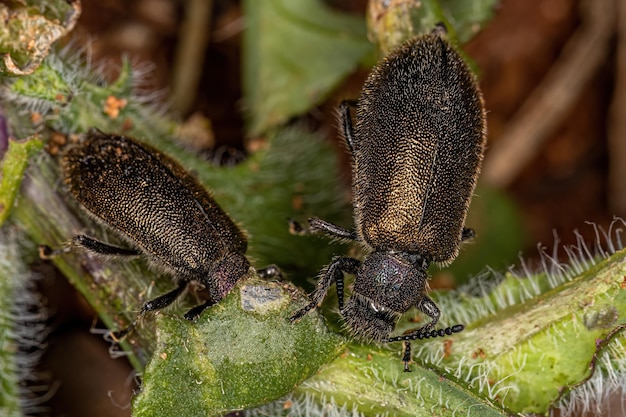 Foto close-up van een insect