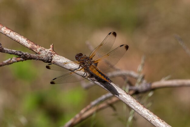 Foto close-up van een insect