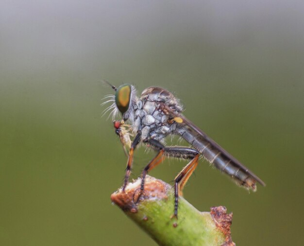 Foto close-up van een insect