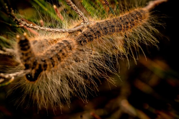 Foto close-up van een insect