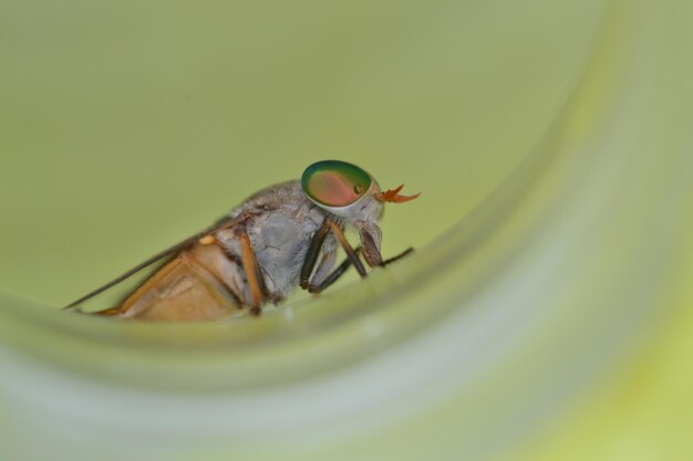 Close-up van een insect