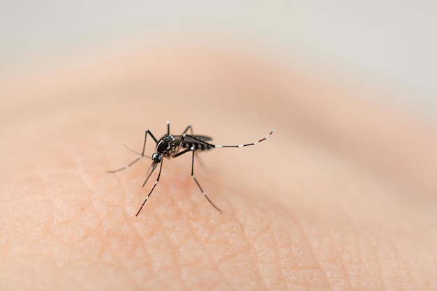 Close-up van een insect
