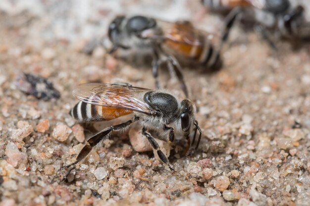 Close-up van een insect