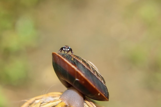 Foto close-up van een insect
