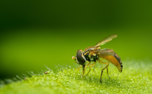 Close-up van een insect