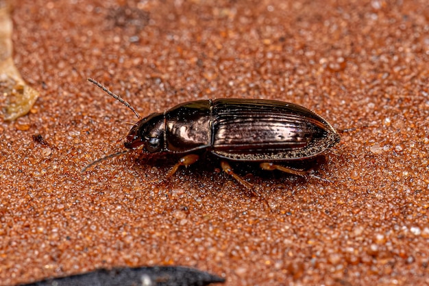 Foto close-up van een insect