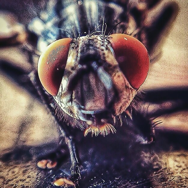 Foto close-up van een insect