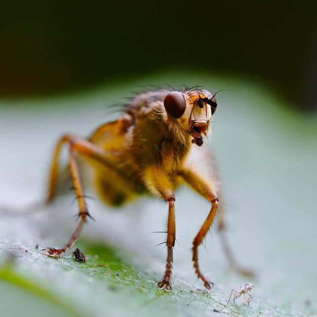 Close-up van een insect