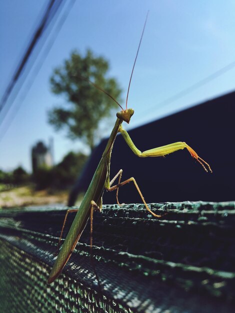 Foto close-up van een insect