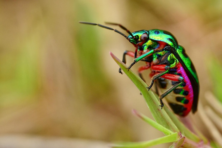 Foto close-up van een insect