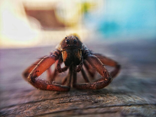 Close-up van een insect