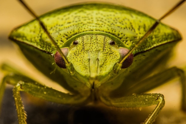 Foto close-up van een insect