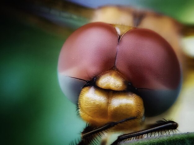 Foto close-up van een insect