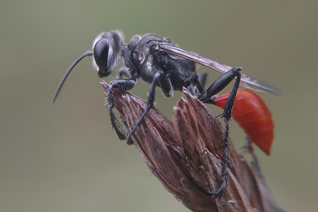 Foto close-up van een insect