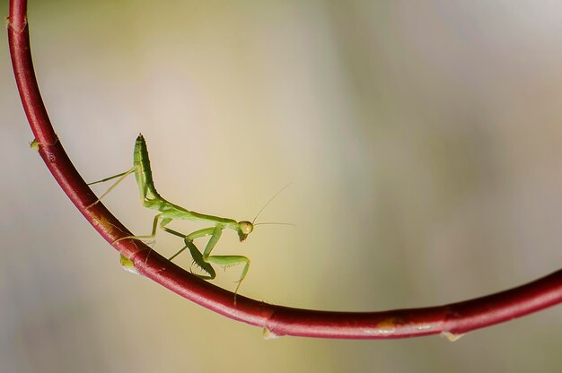 Close-up van een insect