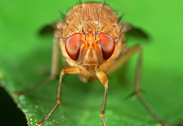 Foto close-up van een insect