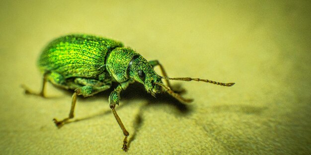 Foto close-up van een insect