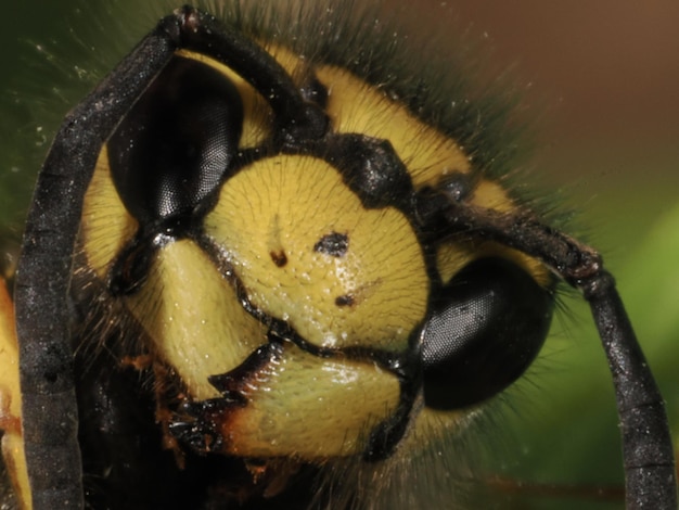 Foto close-up van een insect