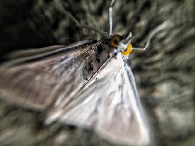 Foto close-up van een insect