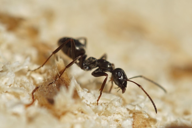 Close-up van een insect