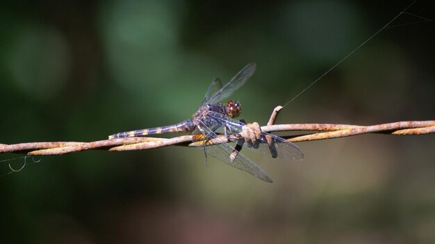 Close-up van een insect