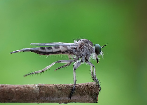 Close-up van een insect