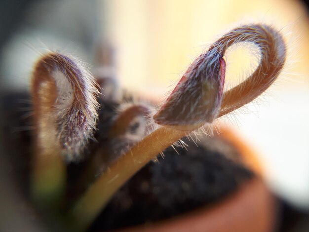 Foto close-up van een insect