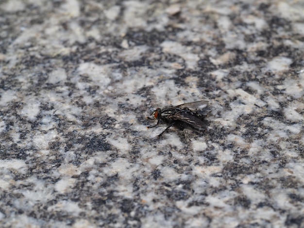 Close-up van een insect