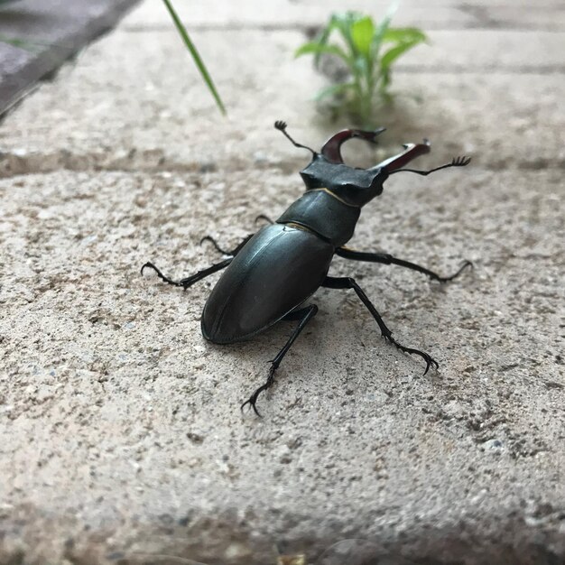 Foto close-up van een insect