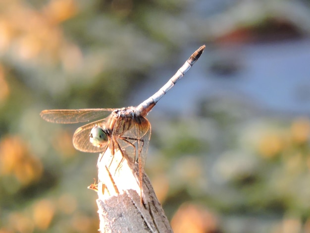 Foto close-up van een insect