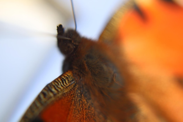 Close-up van een insect