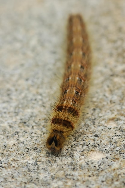 Foto close-up van een insect