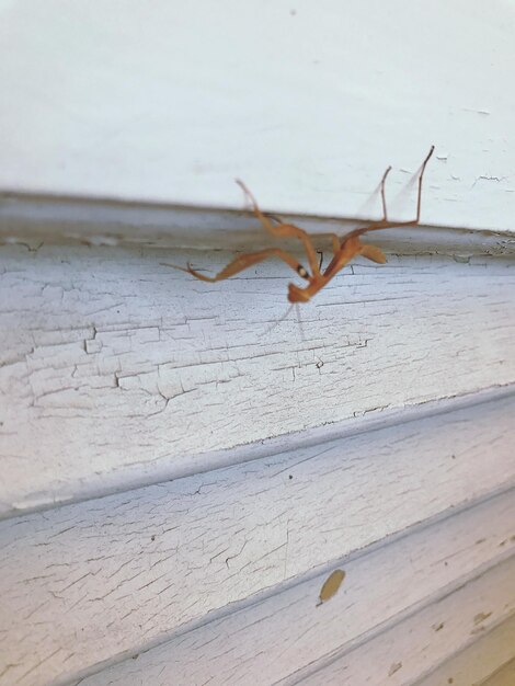 Foto close-up van een insect