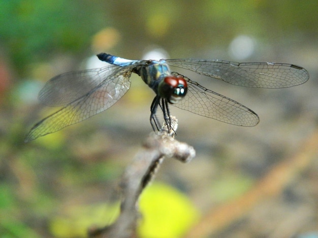 Foto close-up van een insect