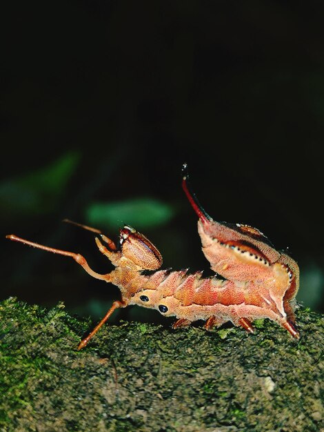 Foto close-up van een insect