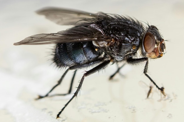 Foto close-up van een insect