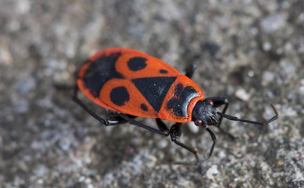 Foto close-up van een insect