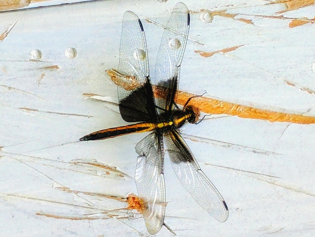 Foto close-up van een insect